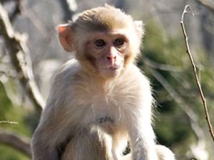 Rhesus Macaque Monkey Monkey Born from Two Mothers