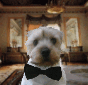 Gentle Man dog