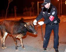 police handcuff bull