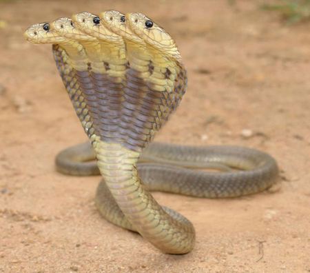 Pictures of Seven Headed Snake Thfire.com - iNews