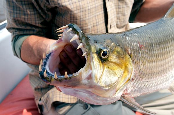 The Goliath tiger fish can be