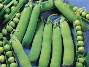 Pea Plant grows inside Man's Lung!