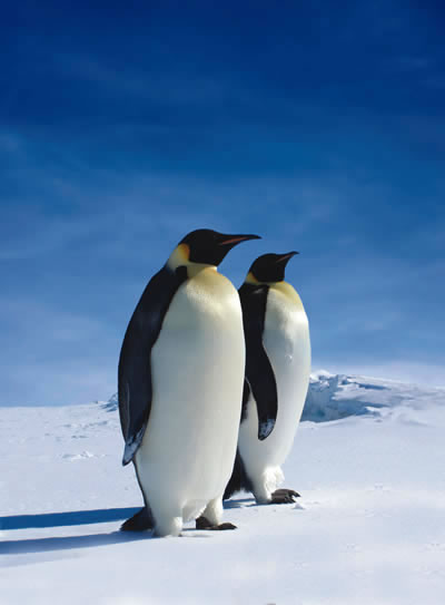 Emperor Penguins are the largest penguins today. They are 4-ft tall and weighs around 49 to 99 lb.
