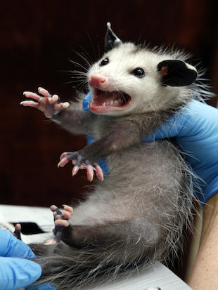 OPossum Immunity to Poison to help humans