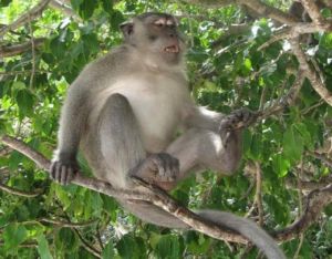 Man mistakes son for monkey, shoots him dead
