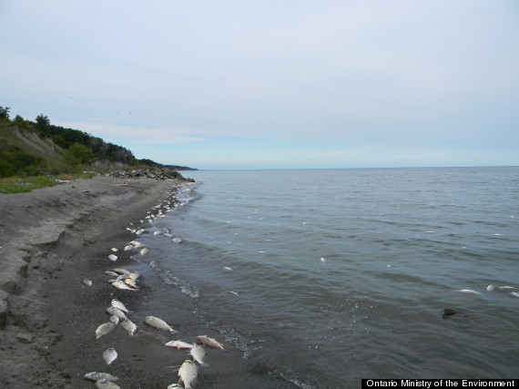 Dead Fish, Birds Wash Up On Lake Erie Shores In Latest Mystery 