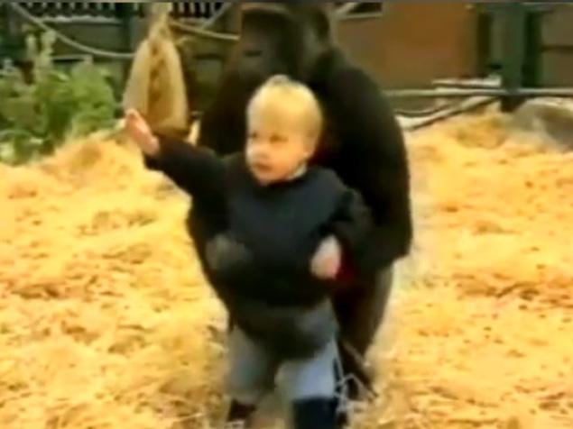 WATCH: 300-lb gorilla plays with trusting toddler