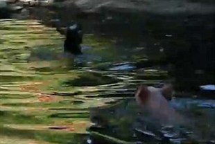 Hero pig saves baby goat from drowning (VIDEO)