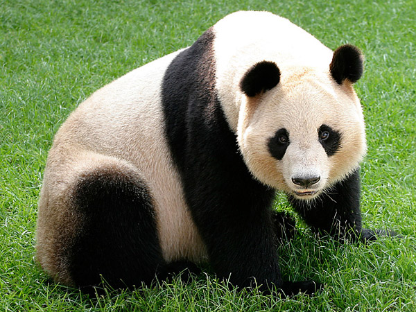 Pandas were eaten by prehistoric Chinese people, scientist says