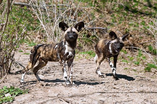 Wild dogs kill 2-year-old who fell into zoo exhibit 