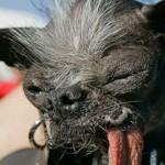 elwood_Ugliest_dog_dies