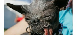 World’s Ugliest Dog, Elwood Dies