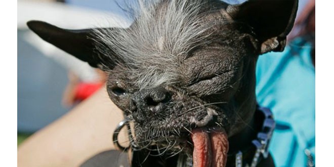 World’s Ugliest Dog, Elwood Dies