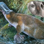 godzilla platypus