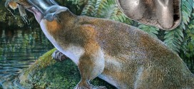 Extinct ‘Godzilla’ Platypus Found in Australia