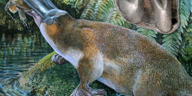 Extinct ‘Godzilla’ Platypus Found in Australia