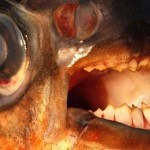 human_teeth_fish
