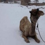 cairo-snow