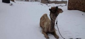 Snow Falls In Cairo For The First Time In 100 Years!