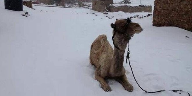 Snow Falls In Cairo For The First Time In 100 Years!