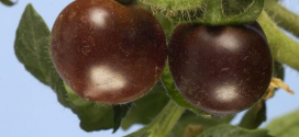 Genetically Modified Purple Colored Tomatoes are Ready for Stores