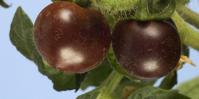 Genetically Modified Purple Colored Tomatoes are Ready for Stores