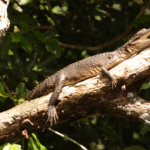 Crocodiles-Climb-Trees-Use-Tools-and-Do-Surveillance