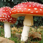 deadly-mushrooms