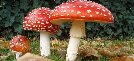 Avoid this deadliest mushroom that is spreading fast!