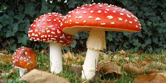 Avoid this deadliest mushroom that is spreading fast!