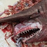 Goblin-shark