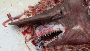 Goblin-shark