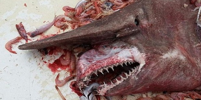 Man caughts Goblin Shark in Gulf of Mexico and later released it!